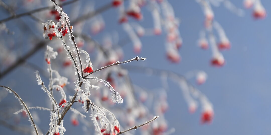 Sorbier en hiver aux déserts dans les Bauges
