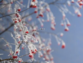 Sorbier en hiver aux déserts dans les Bauges