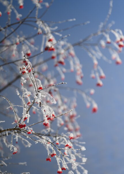 Sorbier en hiver aux déserts dans les Bauges